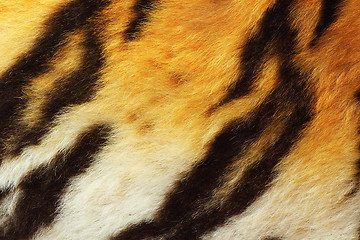 Image showing detail of tiger fur