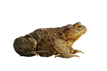 Image showing isolated common brown toad