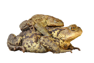 Image showing isolated common toads mating