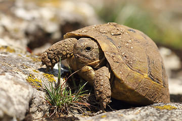 Image showing dirty greek turtoise in natural habitat