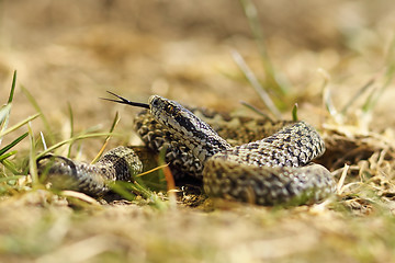 Image showing male meadow viper ready to bite