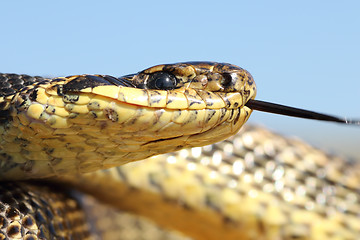 Image showing macro shot of blotched snake head