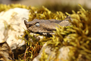 Image showing macro portrait of nose horned viper