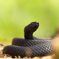 Image showing closeup of black european adder