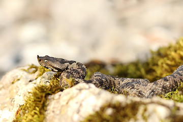 Image showing european venomous snake 