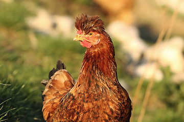 Image showing portrait of funny hen