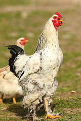 Image showing proud rooster singing