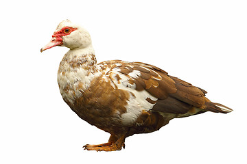 Image showing isolated domestic duck