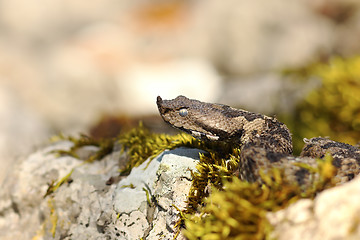 Image showing nose horned viper portrait 1