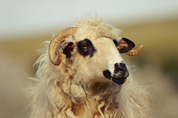 Image showing portrait of big domestic ram