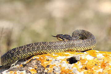 Image showing blotched snake preparing to strike