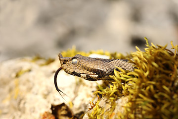 Image showing portrait of nose horned viper