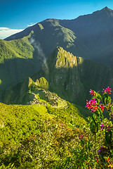 Image showing Jungle in Peru