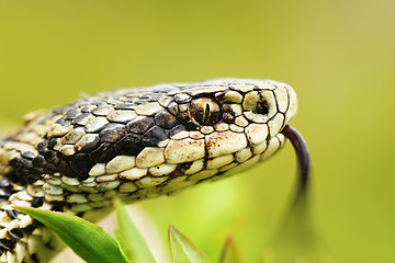 Image showing portrait of female Vipera ursinii