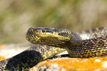Image showing blotched snake on strike position