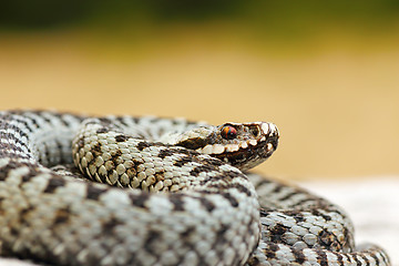 Image showing close up of male common crossed viper