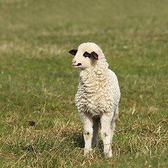 Image showing white lamb on green lawn