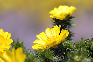 Image showing detail of Adonis vernalis