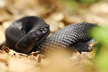 Image showing beautiful nikolsky viper preparing to bite