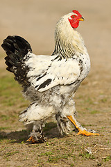 Image showing mottled rooster walking proud in farm yard