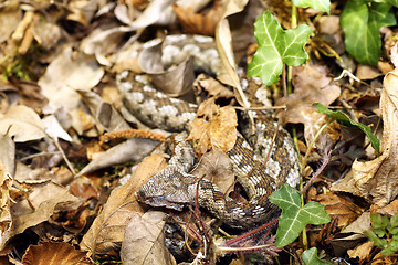 Image showing camouflage of nose horned viper in natural habitat