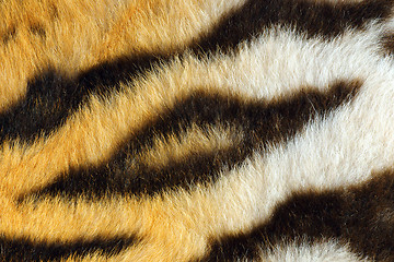 Image showing detail of beautiful black stripes on tiger pelt