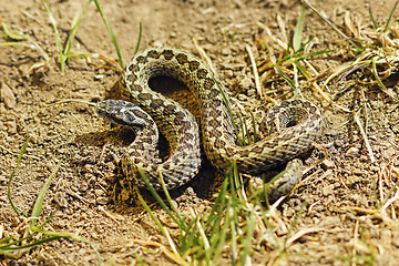 Image showing male meadow adder in natural habitat