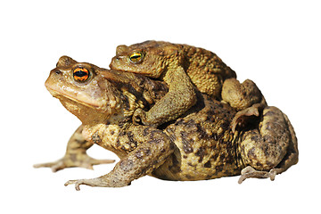 Image showing mating toads over white