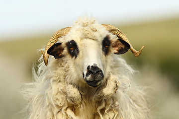 Image showing portrait of fluffy ram