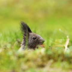 Image showing cute squirrel portrait