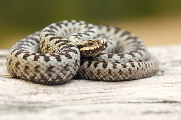 Image showing male european common viper basking on stump