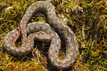 Image showing nose horned viper basking in natural habitat