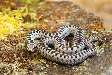 Image showing common european adder basking in natural habitat