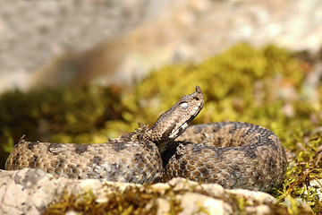 Image showing close up of nose horned viper