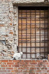 Image showing two cats sitting on the wall