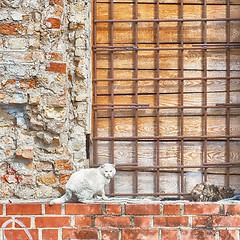 Image showing two cats sitting on the wall