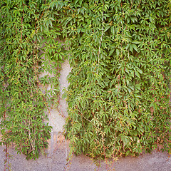 Image showing Green creeper plant, brown plank wall background