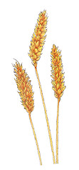 Image showing Ears of Common wheat (Triticum aestivum) botanical drawing