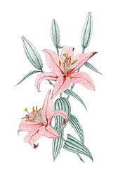 Image showing Drawing of a red Oriental Lilium hybrid over white background