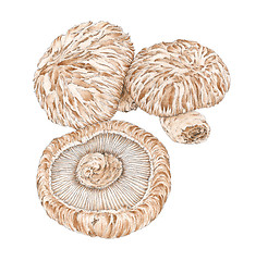 Image showing The Shiitake (Lentinula edodes) mushrooms botanical drawing