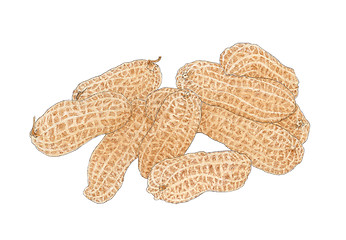 Image showing Stack of a Peanut (Arachis hypogaea) fruits drawing