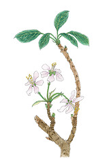 Image showing The Apple tree (Malus domestica, Malus pumila) flowering twig bo