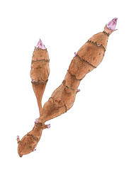 Image showing The Jerusalem artichoke (Helianthus tuberosus) tubers botanical 