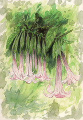 Image showing Angel's trumpet (Brugmansia) flowers