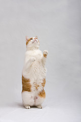 Image showing Standing cat