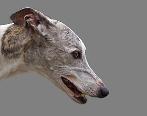 Image showing Greyhound head