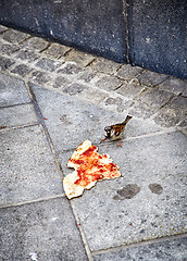 Image showing Sparrow eating a piece of pizza