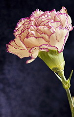 Image showing Single white purple Terry carnation flower