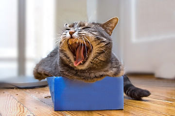 Image showing Cat in the box