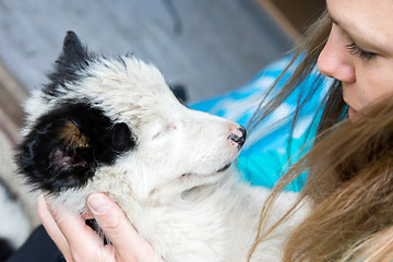 Image showing Small Border Collie puppy in the arms of a woman